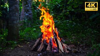 4K Cozy Campfire In the Forest — Relaxing Fireplace & Nature Sounds — Fire Crackling Sounds