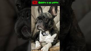 19 🐶El Bulldog Francés: el perro más adorable y divertido 🐾 | Quiero a mi perro ❤️