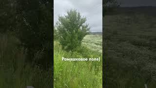 Ромашковое поле) #интересноевидео #нарисуйсвоюжизнь