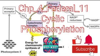 Chp_4_Federal_11| Cyclic flow of electrons| ATP synthase| ATP production|Why cyclic flow occurs?