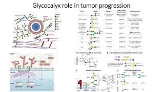 Glycocalyx role in cancer progression #Code: 583