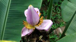 Flor da bananeira da Pousada Fazendinha em Campo Mourão