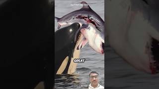 Killer Whale Fish Attacks Shark 😮🙆‍♂️ #fish #fishvideo  #shortsvideo #shark #viralvideo #viralshort