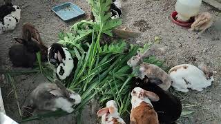 EATING GRASS ON EVENING #kelinci #kelinciumbaran #rabbits #kandangkelinci