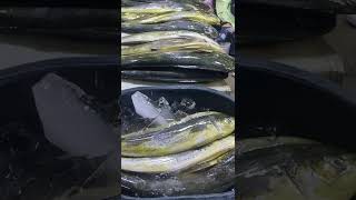 MAHI MAHI FISH | DORADO FISH | LAMARANG FISH