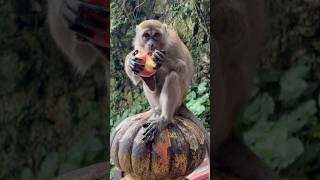 🔥🔥ഒന്നുറക്കെ കരഞ്ഞിരിക്കുന്നു🔥🔥 #animallover #animals #monkey #petlover #pet #wildlife #petlover