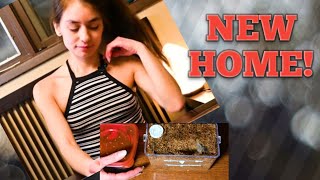 How to rehome a small pet TARANTULA!!! (NHANDU CHROMATUS)