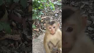 Funny monkey on clip each , Enjoy  88 still she ,