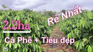 (Đã cọc))Bán 2.2 ha cafe.hồ tiêu đường đi thuận tiện đường bê tông chạy tới hồ gẩn dần cư. Gần điện