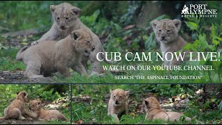 Lion Cub Cam Highlight | The Best Moments From The First Month