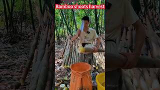 Bamboo shoot planting, simple and labor-saving, fast cutting, nutrient-rich。竹筍種植，簡單省力，快速切割，美味可口，營養豐富