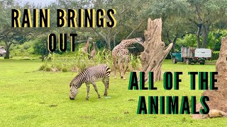 EVERY ANIMAL on the Kilimanjaro Safari