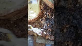 Gray Tree Frog VS Dusted Cricket