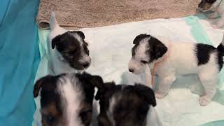 Wire Fox Terrier Pups For Sale!!! (Only 3 left)