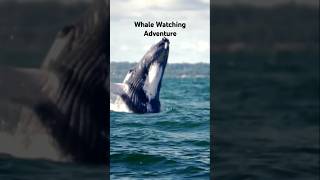 Hervey Bay Humpback Whales: Nature's Showstoppers on the Coast