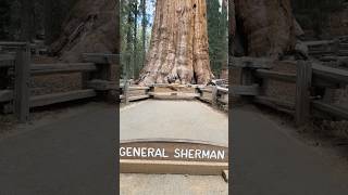 Sequoia National Park #sequoianationalpark #viralvideo #youtubeshorts #amazing #forest