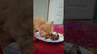 Cute little cat eating meat 🐈😻😜 #shorts #catandkittens24 #cat #kitten