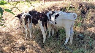 Holstein Beef Steers: Pink Eye