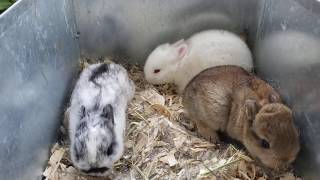 Netherland Dwarf Kits