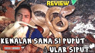 ULAR SIPUT || Mengenal si puput ular siput ~ Pareas Carinatus