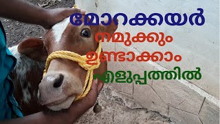 മോറക്കയർ ഉണ്ടാക്കാം ഈസിയായി/Halter Rope for cow/Buffalo