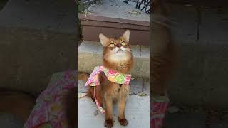 Cute Sunny Cat Dress Is Really a Dog Harness #cats #shorts