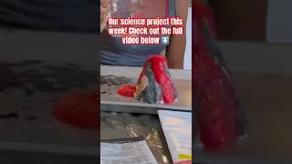 Volcano Unleashed: Watch our Homeschool Science Project Erupt #shorts #stem #homeschooling