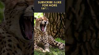 don't mess with cheetah |Discover with sabi #shortsfeed #youtubeshorts #viral #cheetah #animals