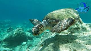 Loggerhead turtles, Caretta-Caretta in Kefalonia