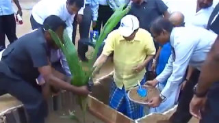 Coconut Cultivation in Killinochchi under the Food Production National Program 2015