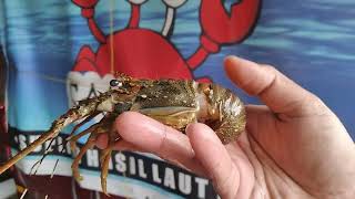 Supplier Lobster Fresh, Murah, dan Terlengkap w 0895806253000