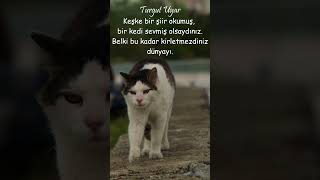 Turgut Uyar - Kedi #shots #seslikitapsiir #şiir #yazarlar  #edebiyat #şair #sevgi #viralvideo