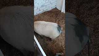 свинячі танцюлі #pig #minipig #fannyvideo #свиня #порося #dance #dancer #piggy #танці #pet #поросята