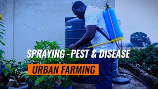 Effective Pest and Disease Control: Spraying Tips and Techniques