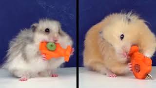 Two Cute Hamsters in Heart shaped Maze   Hamster Race