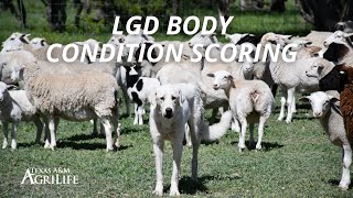 LGD Body Condition Scoring