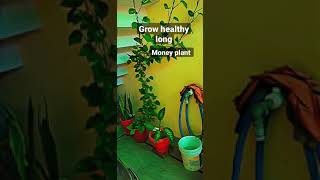 grow long bushy Money plant easily and faster in just easy steps