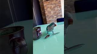 🦜Чаепитие , попугай , Parrot, Tea for two 😀