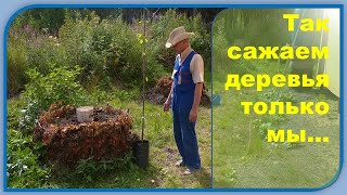 Короба-плетени для деревьев. План и посадка сада.