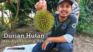 Durian Hutan.