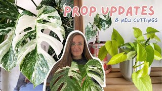 PROP UPDATES - Progress on my House Plant Cuttings