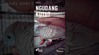 Ngudang Kutut | Merawat dan Menjinakkan Perkutut Ombyokan