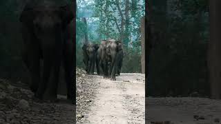 Squid game in jungle #shortsfeed #ytshorts #corbett #youtubeshorts #elephants #jimcorbett