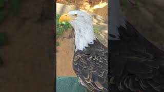 die Umgebung scannen, #Weißkopfseeadler (Aves) #shorts #animals #birds