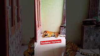 pendekar Harimau #shortlucu #funny #tiger @subscriber