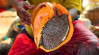 KASIMEDU SEA SNAIL FISH CUTTING VIDEO / cutting focus