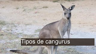 Descubra os Fascinantes Tipos de Cangurus: Curiosidades e Características!