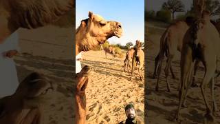 Camel enjoyed#shorts #camel