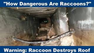 WARNING: RACCOON DESTROYS ROOF!!!