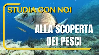 ll nostro mare: alla scoperta dei pesci del Mediterraneo